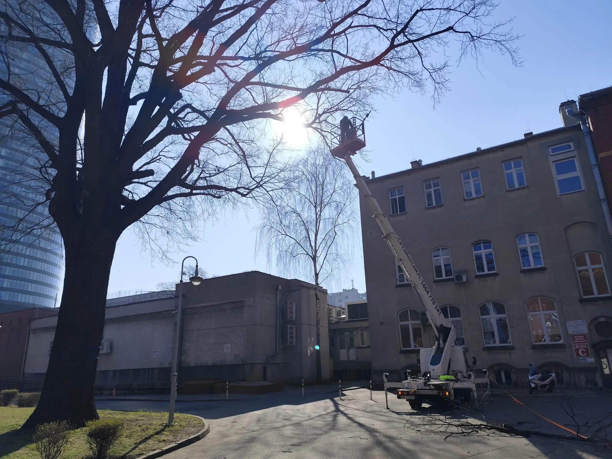 Przycinanie i pielęgnacja drzew z podnośnika koszowego