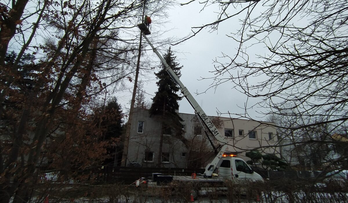 Wycinka drzew z podnośnika koszowego