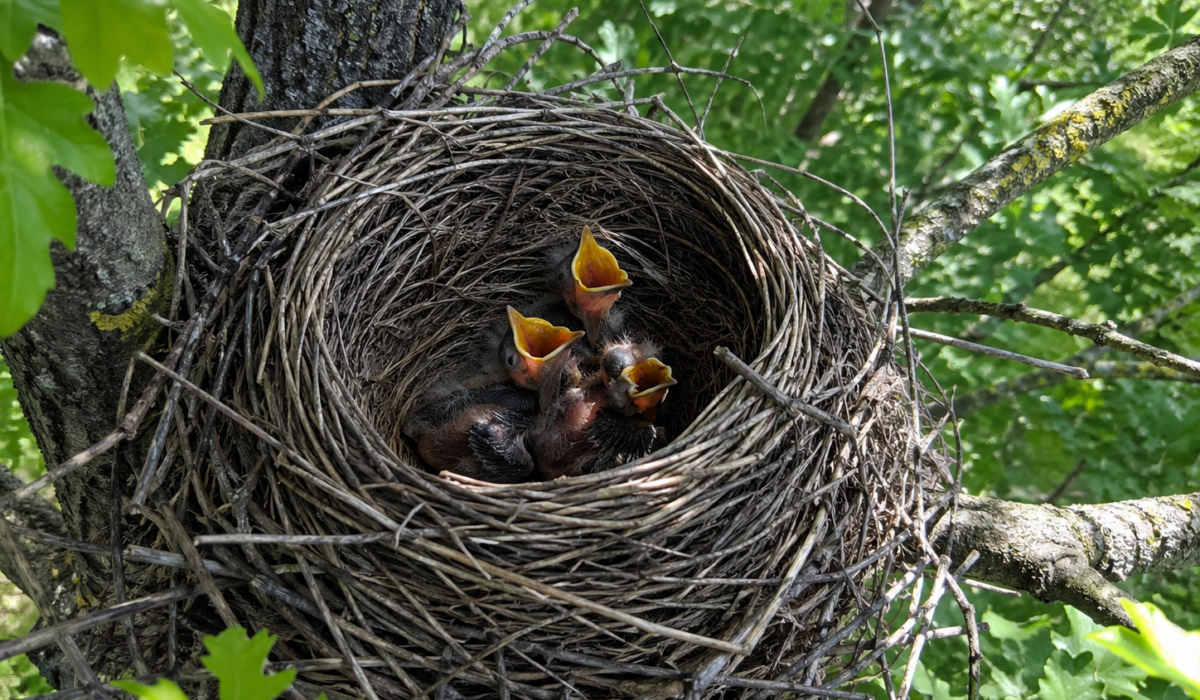 Okres lęgowy ptaków a prace z podnośnika koszowego
