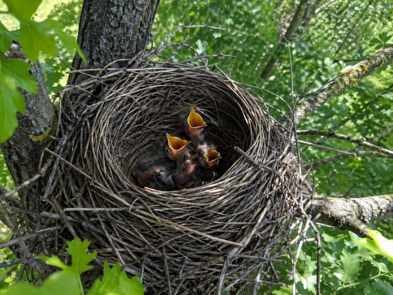 Read more about the article Okres lęgowy ptaków a prace z podnośnika koszowego