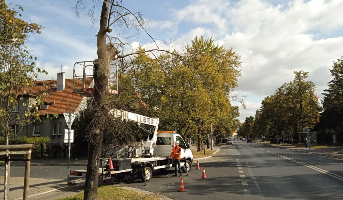 Wycinka drzew z wykorzystaniem podnośnika koszowego – Wrocław i okolice
