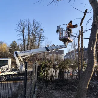 Wycinka drzew z podnośnika koszowego we Wrocławiu