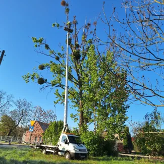 Wycinka drzew z podnośnika koszowego we Wrocławiu
